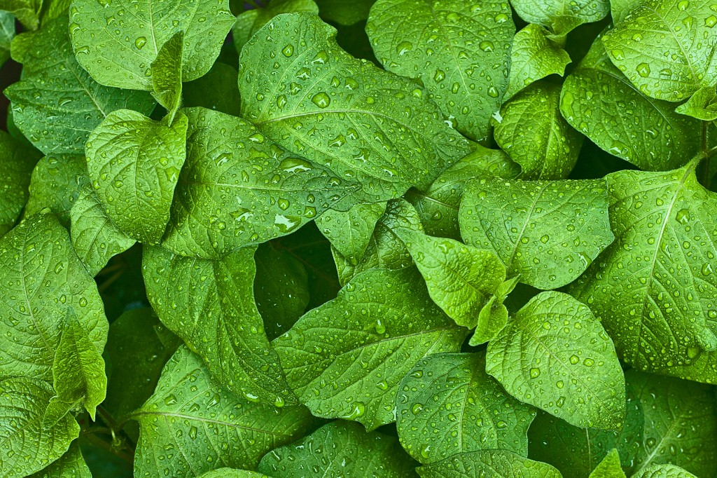 Rainy Day Plant